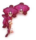 Burgundy orchid flowers Royalty Free Stock Photo