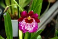 burgundy orchid, miltonia orchidee, miltonia Royalty Free Stock Photo