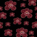 Burgundy orchid Phalaenopsis floral seamless pattern. Exotic spring summer flowers in bloom. Royalty Free Stock Photo