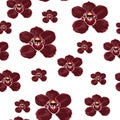 Burgundy orchid Phalaenopsis floral seamless pattern. Exotic spring summer flowers in bloom. Royalty Free Stock Photo