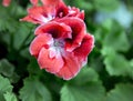 Burgundy pelargonium grandiflorum