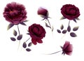 Burgundy peonies and leaves. Set of flower branches.