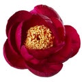 Burgundy peony isolated