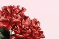 Burgundy peony petals close up. Blooming flowers of peonies. Red peonies Royalty Free Stock Photo