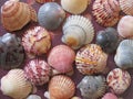 Burgundy, pink, gray, orange, and white scallop shells