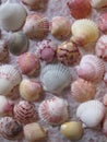 Burgundy, pink, gray, orange, and white scallop shells on lace #2