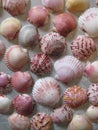 Burgundy, pink, gray, orange, and white scallop shells on lace