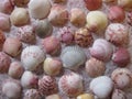 Burgundy, pink, gray, orange, and white scallop shells on lace, horizontal