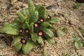 Burgundy primula flowers