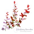 Burgundy red barberry branches vector collection