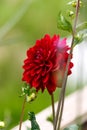 Burgundy red dahlia flower in summer garden