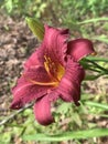 Burgundy Red Daylily with Yellow Throat - Perennial Flowering Plants