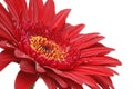 Burgundy red gerber daisy isolated on white Royalty Free Stock Photo