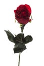 Burgundy rose artificial flower