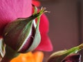 burgundy rose bud close-up on a blurred background