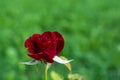 Burgundy rose. Real photo. Selective focus