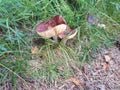 The burgundy russula mushroom grows in the grass Royalty Free Stock Photo