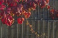 Burgundy, scarlet and pink fall vine leaves of wild grapes twining along a gray fence of metal mesh of rods and polycarbonate