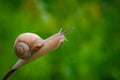 Burgundy snail on the branch of tree in a natural environment Royalty Free Stock Photo