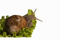 Burgundy snail eating salade, photo studio