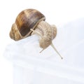 Burgundy snail entering a roofless vivarium, isolated Royalty Free Stock Photo