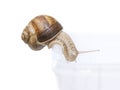 Burgundy snail entering a roofless vivarium, isolated Royalty Free Stock Photo