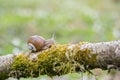 Burgundy snail Helix pomatia crawling on branch in forest Royalty Free Stock Photo