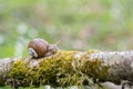 Burgundy snail Helix pomatia crawling on branch in forest Royalty Free Stock Photo