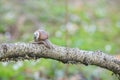 Burgundy snail Helix pomatia crawling on branch in forest Royalty Free Stock Photo