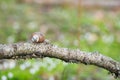 Burgundy snail Helix pomatia crawling on branch in forest Royalty Free Stock Photo