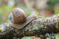 Burgundy snail Helix pomatia crawling on branch in forest Royalty Free Stock Photo