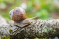 Burgundy snail Helix pomatia crawling on branch in forest Royalty Free Stock Photo