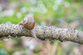 Burgundy snail Helix pomatia crawling down of branch in forest Royalty Free Stock Photo