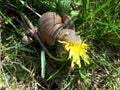 Burgundy snail Helix pomatia eating yellow dandelion. Close up of snail with flower in the mouth in the green grass Royalty Free Stock Photo