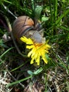 Burgundy snail Helix pomatia eating yellow dandelion. Close up of snail with flower in the mouth in the green grass Royalty Free Stock Photo
