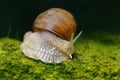 Burgundy snail Helix pomatia on forest floor with moss Royalty Free Stock Photo