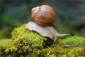 Burgundy snail Helix pomatia on forest floor with moss Royalty Free Stock Photo