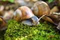 Burgundy snail Helix pomatia, Roman snail, edible snail, escargot on the green moss. Close-up images Royalty Free Stock Photo