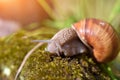 Burgundy snail Helix pomatia, Roman snail, edible snail, escargot on the moss. Close-up images Royalty Free Stock Photo