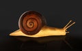 Burgundy Snail Isolate ondark Background with Clipping Path. Royalty Free Stock Photo