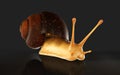 Burgundy Snail Isolate ondark Background with Clipping Path. Royalty Free Stock Photo