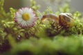 Burgundy snail in natural environment daisy flower