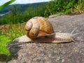 Eifel National Park, Burgundy Snail, helix pomatia, North Rhine-Westphalia, Germany Royalty Free Stock Photo