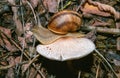 Burgundy snail, Roman snail (Helix pomatia), a large clam with a large curled brown shell crawls Royalty Free Stock Photo