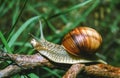 Burgundy snail, Roman snail (Helix pomatia), a large clam with a large curled brown shell Royalty Free Stock Photo