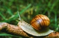 Burgundy snail, Roman snail (Helix pomatia), a large clam with a large curled brown shell Royalty Free Stock Photo