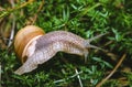 Burgundy snail, Roman snail (Helix pomatia), a large clam with a large curled brown shell Royalty Free Stock Photo