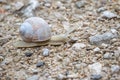 Burgundy snail, Roman snail, white edible snail with shell crawl Royalty Free Stock Photo