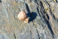 Burgundy snail on a stone Royalty Free Stock Photo