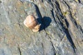 Burgundy snail on a stone Royalty Free Stock Photo